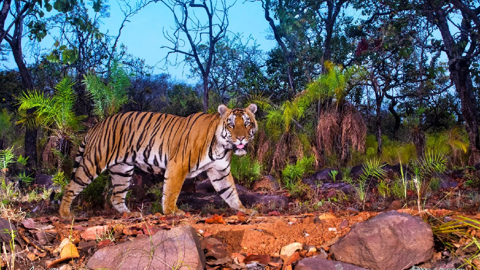 Srisailam Tiger Reserve