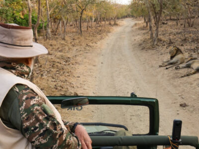 Prime Minister Narendra Modi went on a lion safari at the Gir Wildlife Sanctuary in Gujarat's Junagadh district on March 3rd, 2025